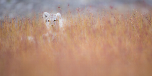Arctic Photography | Stuart Thomson Foto gallery image 26