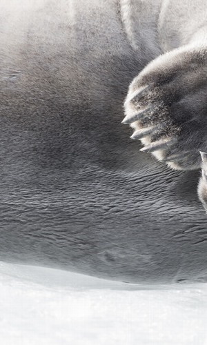 Arctic Photography | Stuart Thomson Foto gallery image 13