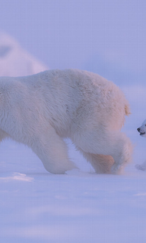 Arctic Photography | Stuart Thomson Foto gallery image 28