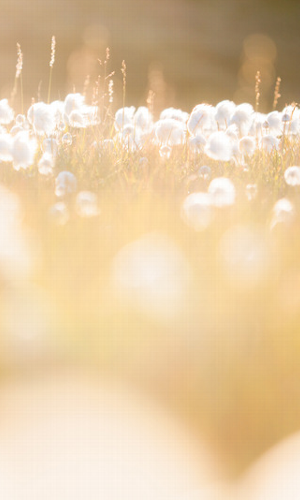 Arctic Photography | Stuart Thomson Foto gallery image 18