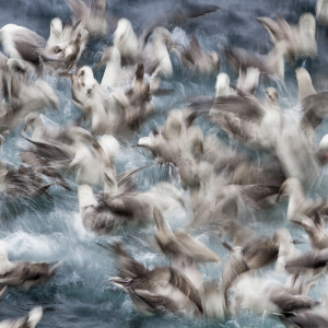 Arctic Photography | Stuart Thomson Foto gallery image 19